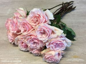 ROSE PARFUM DE GRANDE 50